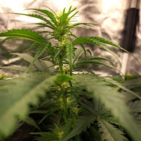 Purple Queen RQS growlog timeline photo