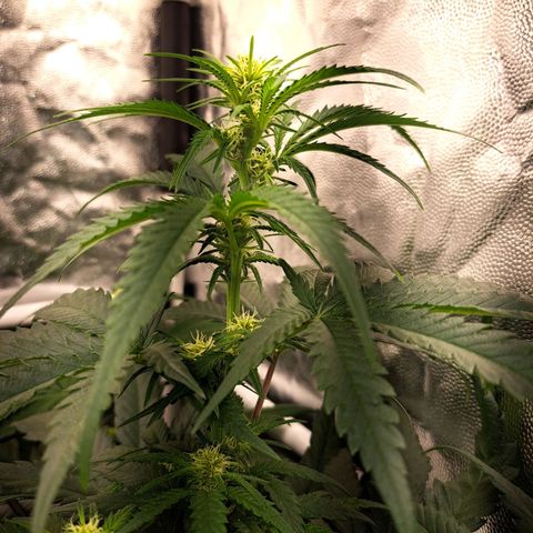 Purple Queen RQS growlog timeline photo
