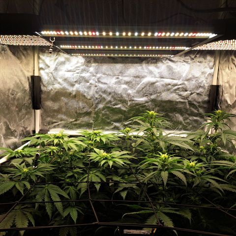 Purple Queen RQS growlog timeline photo