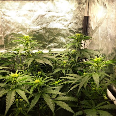 Purple Queen RQS growlog timeline photo