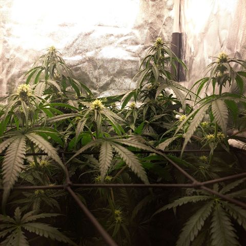 Purple Queen RQS growlog timeline photo