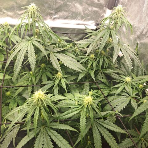 Purple Queen RQS growlog timeline photo