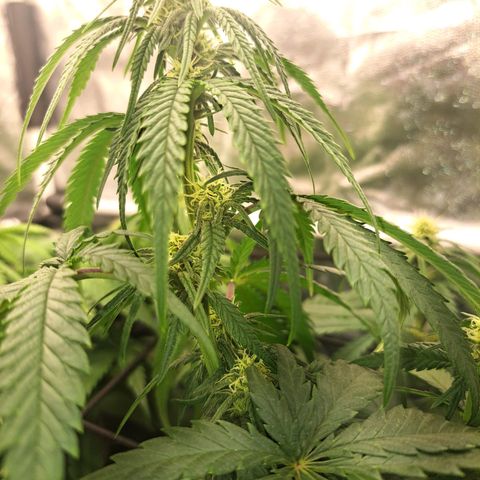 Purple Queen RQS growlog timeline photo