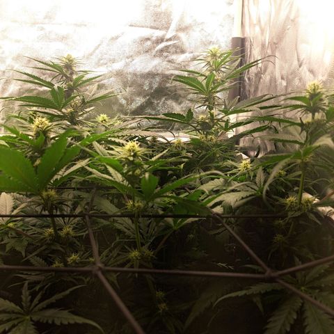 Purple Queen RQS growlog timeline photo