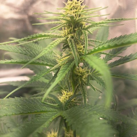 Purple Queen RQS growlog timeline photo