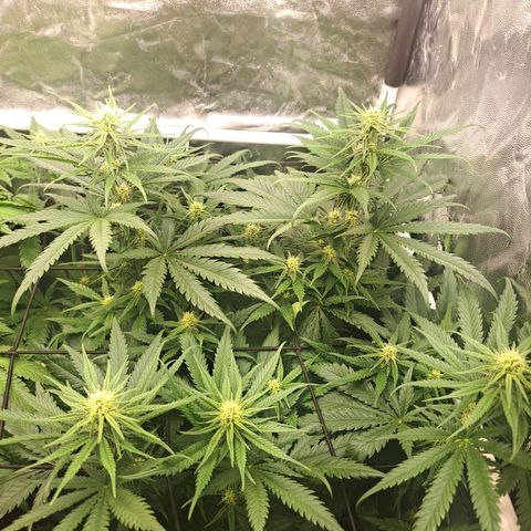 Purple Queen RQS growlog timeline photo