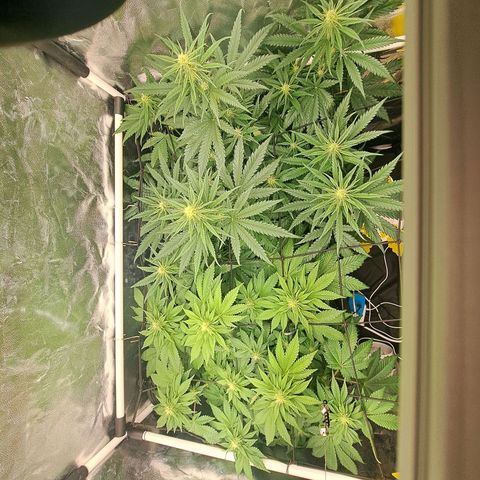 Purple Queen RQS growlog timeline photo