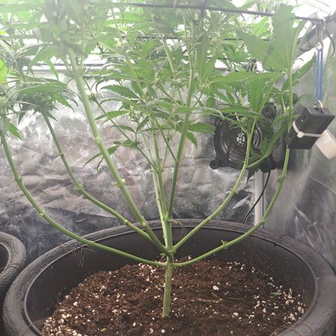 Purple Queen RQS growlog timeline photo