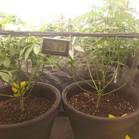 Purple Queen RQS growlog timeline photo