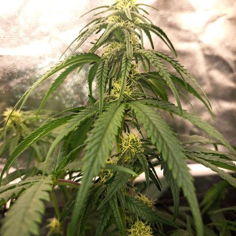 Purple Queen RQS growlog timeline photo