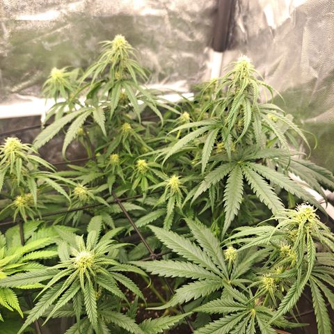 Purple Queen RQS growlog timeline photo