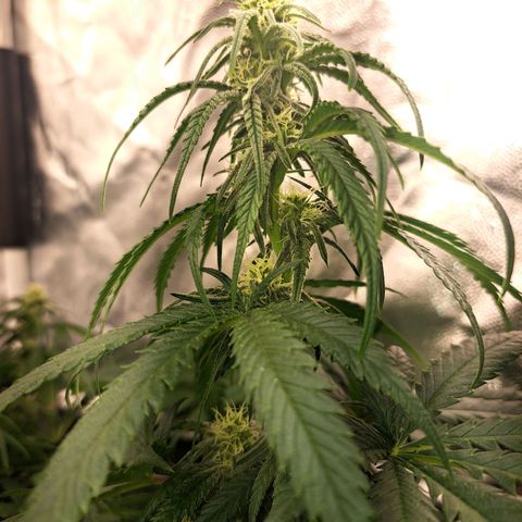 Purple Queen RQS growlog timeline photo