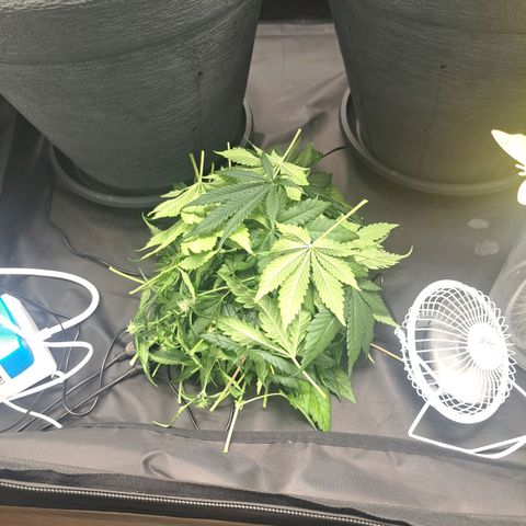 Purple Queen RQS growlog timeline photo