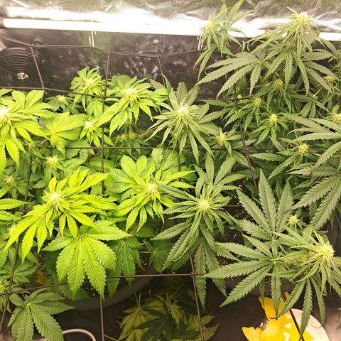Purple Queen RQS growlog timeline photo