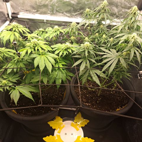 Purple Queen RQS growlog timeline photo
