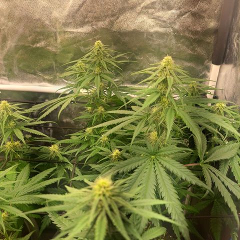 Purple Queen RQS growlog timeline photo