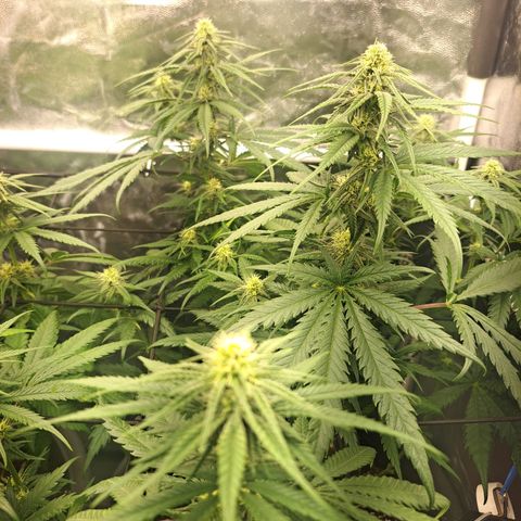 Purple Queen RQS growlog timeline photo