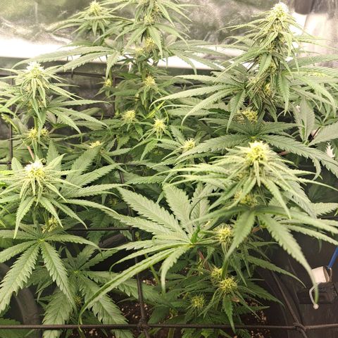 Purple Queen RQS growlog timeline photo