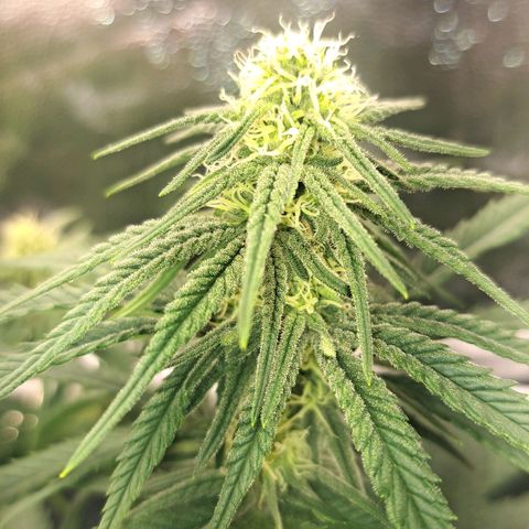 Purple Queen RQS growlog timeline photo