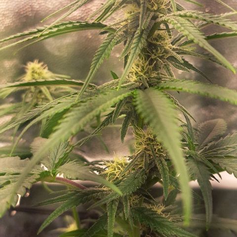Purple Queen RQS growlog timeline photo