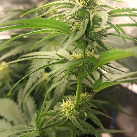 Purple Queen RQS growlog timeline photo
