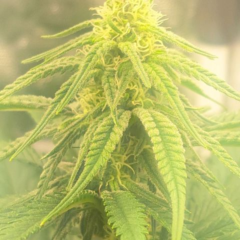 Purple Queen RQS growlog timeline photo