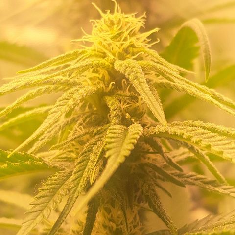 Purple Queen RQS growlog timeline photo