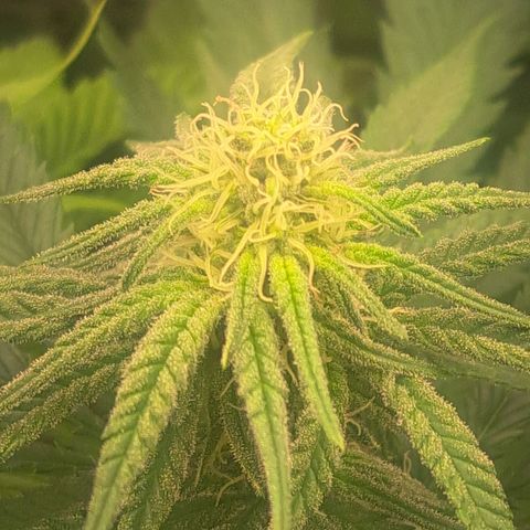 Purple Queen RQS growlog timeline photo