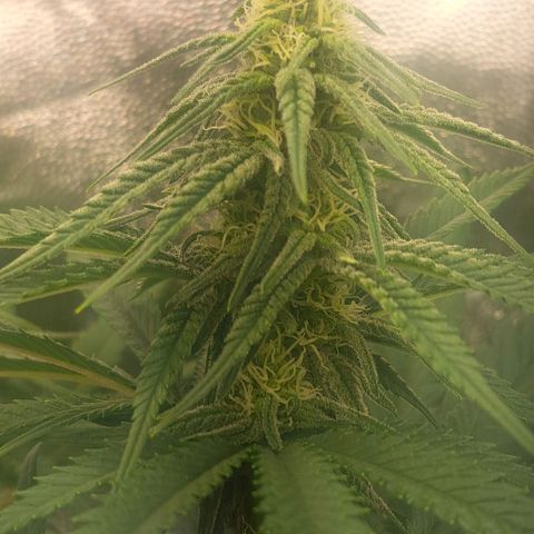 Purple Queen RQS growlog timeline photo