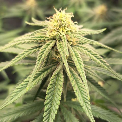Purple Queen RQS growlog timeline photo