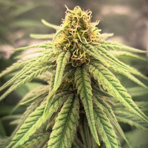 Purple Queen RQS growlog timeline photo