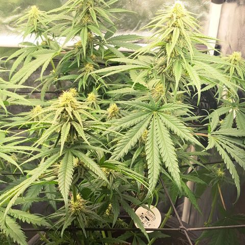 Purple Queen RQS growlog timeline photo