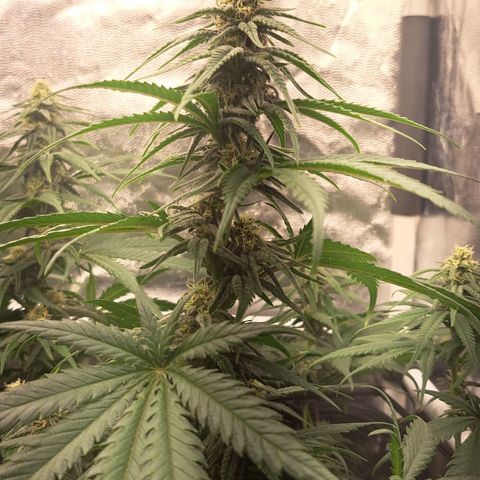 Purple Queen RQS growlog timeline photo