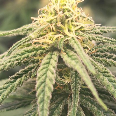 Purple Queen RQS growlog timeline photo