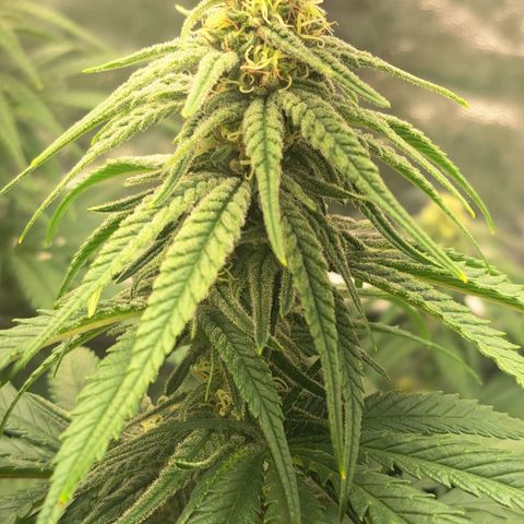 Purple Queen RQS growlog timeline photo