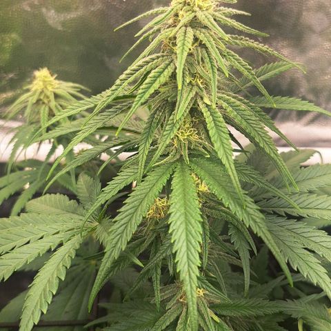 Purple Queen RQS growlog timeline photo