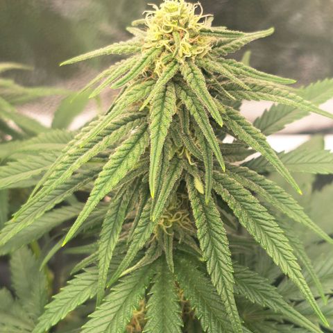 Purple Queen RQS growlog timeline photo