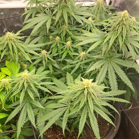 Purple Queen RQS growlog timeline photo