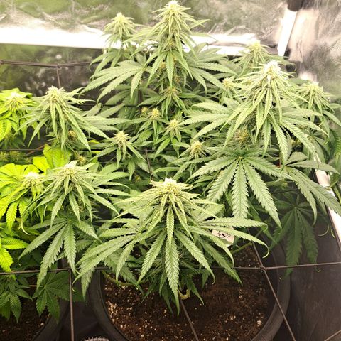 Purple Queen RQS growlog timeline photo