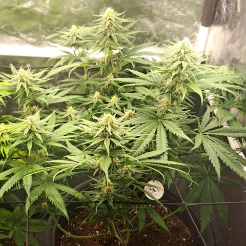 Purple Queen RQS growlog timeline photo