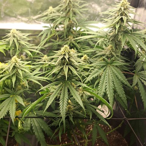 Purple Queen RQS growlog timeline photo