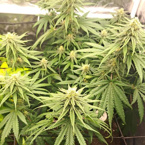 Purple Queen RQS growlog timeline photo