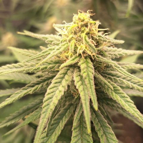 Purple Queen RQS growlog timeline photo