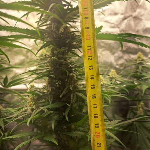 Purple Queen RQS growlog timeline photo