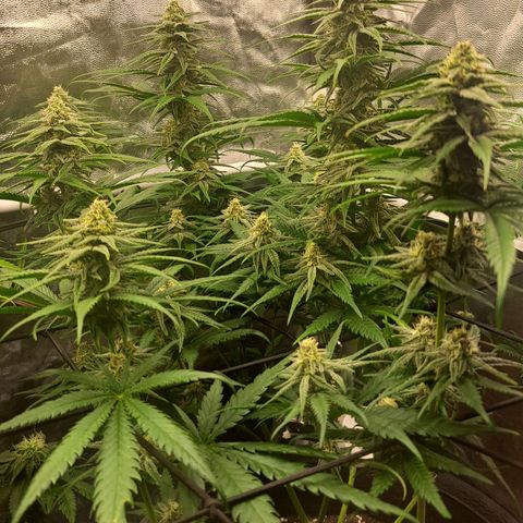 Purple Queen RQS growlog timeline photo