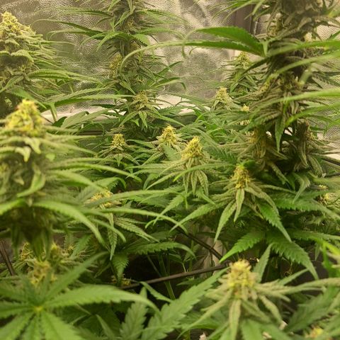 Purple Queen RQS growlog timeline photo