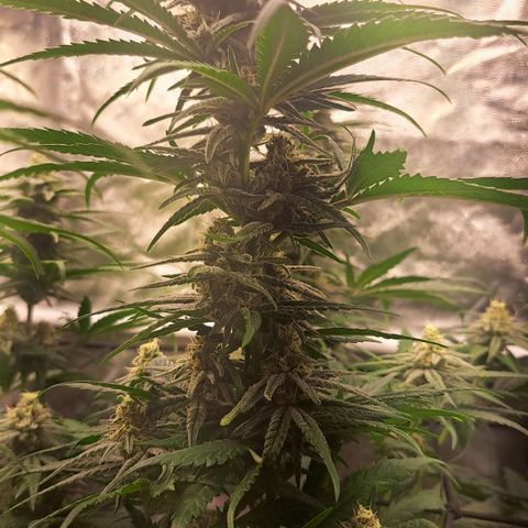 Purple Queen RQS growlog timeline photo