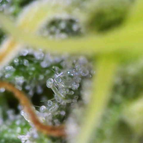 Purple Queen RQS growlog timeline photo