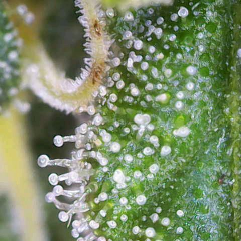 Purple Queen RQS growlog timeline photo