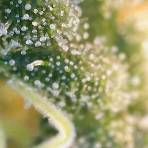 Purple Queen RQS growlog timeline photo